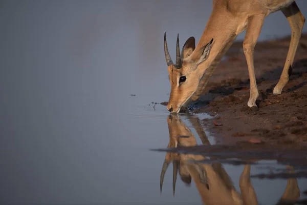 Lonely Thomson 's gazelle beber água de um lago durante o dia — Fotografia de Stock