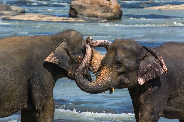 Bonito tiro de dois elefantes de pé ao lado um do outro — Fotografia de Stock