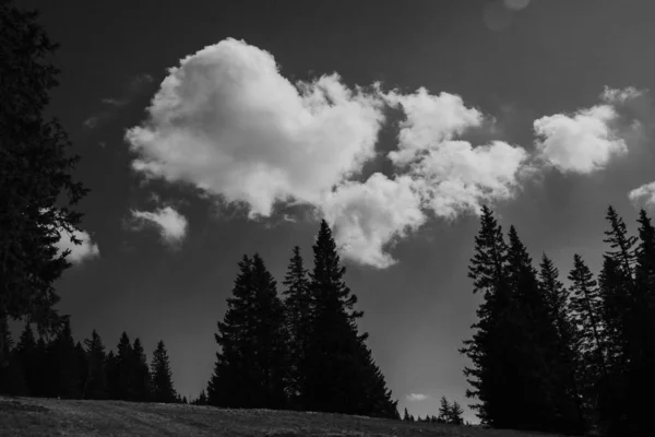 Monochromatyczne ujęcie wierzchołków sosny z zachmurzonym niebem w tle — Zdjęcie stockowe