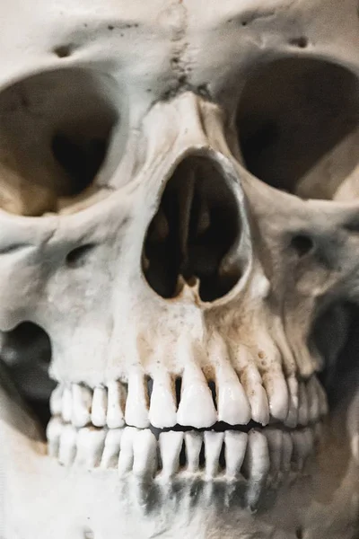 Extreme Closeup Front View Shot Human Skull Complete Set Teeth — Stock Photo, Image