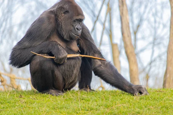 Ein Glücklicher Gorilla Auf Einer Wiese Mit Einem Stock Vor — Stockfoto