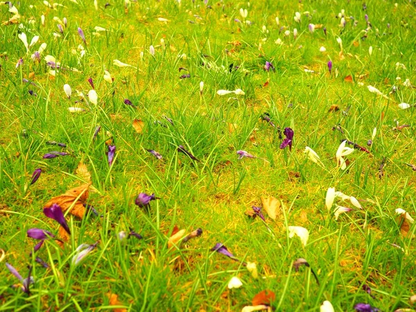 Nahaufnahme eines Feldes mit Blumen und Gras während des Tages — Stockfoto