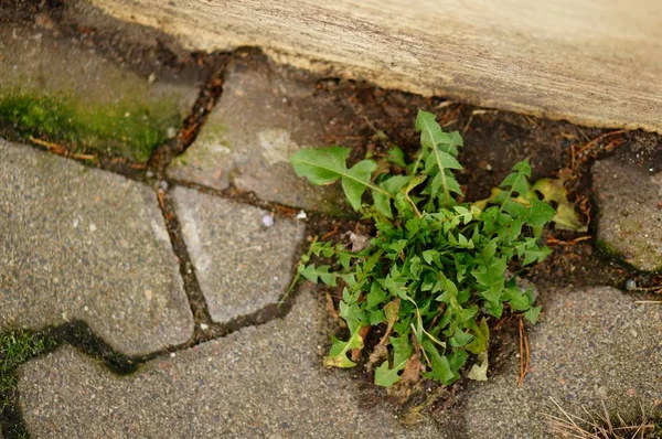 昼間に地面に生えている草の高い角度のショット — ストック写真