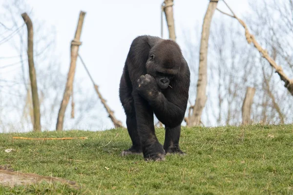 Cerrado disparo de una gorila colocando hierba en la boca en un zoológico. —  Fotos de Stock