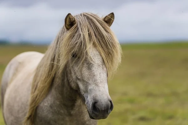Närbild skott av en vit häst med ett långt hår — Stockfoto