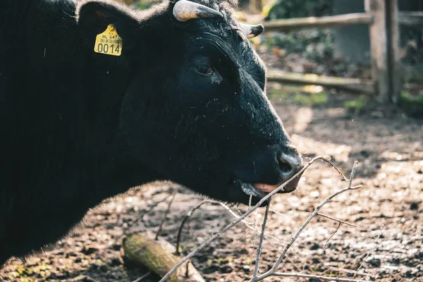 노란 꼬리표가 달린 등에 있는 소의갑 옷 — 스톡 사진