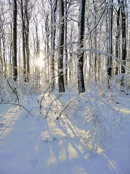 Ein Vertikales Bild Von Schneebedeckten Bäumen Wald Sonnenlicht Larvik Norwegen — Stockfoto