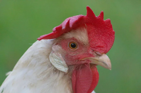 Primer plano de la cabeza de un gallo bajo la luz del sol sobre un fondo borroso — Foto de Stock