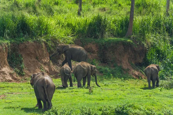 Trawiaste Pole Słoniami Spacerującymi Otoczeniu Zielonych Drzew Roślin — Zdjęcie stockowe