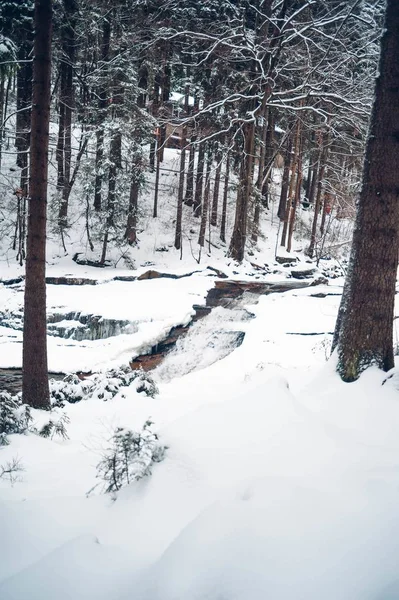 雪に覆われた背の高い木の森の垂直ショット — ストック写真