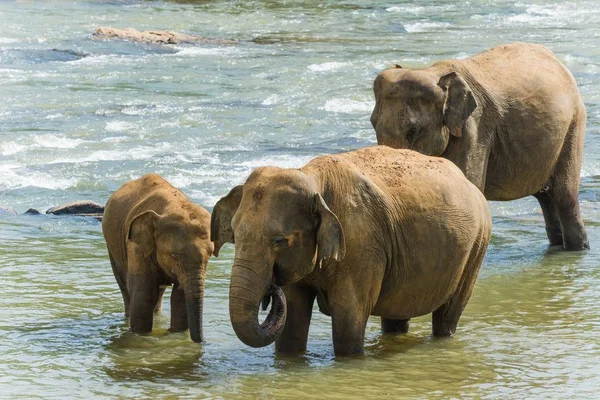 Elefante Bebê Lado Sua Mãe Água — Fotografia de Stock