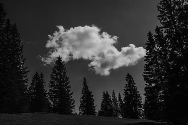 Monochroom van sparren pijnboomtoppen met een gigantische wolk overhangend in de lucht — Stockfoto