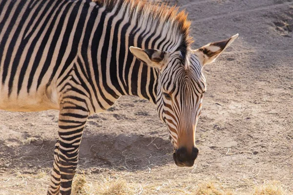 Közelkép egy zebráról, amint szénát eszik egy állatkertben. — Stock Fotó