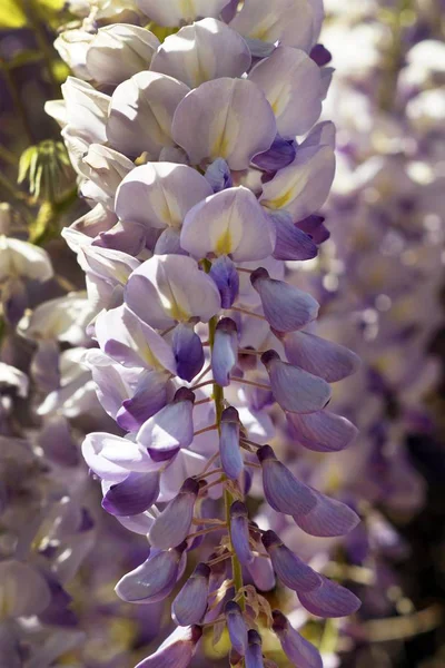 햇빛을 받고 있는 라벤더 꽃의 수직 사진 — 스톡 사진