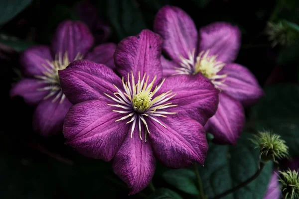 Detailní záběr tří fialových květin vedle sebe — Stock fotografie