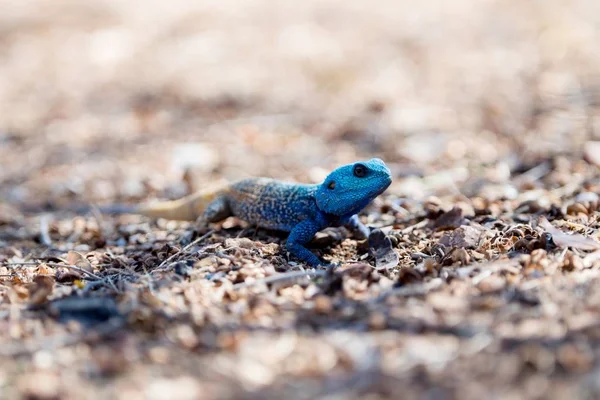 Μπλε αγάμα ερπετό σε μια περιοχή της ερήμου με θολή φόντο — Φωτογραφία Αρχείου