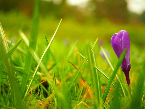 Foto de cierre de una flor púrpura que crece en la hierba. — Foto de Stock