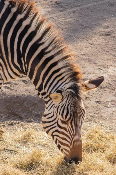 一只斑马在动物园里吃干草的特写镜头 上面有斑纹的精美展示 — 图库照片