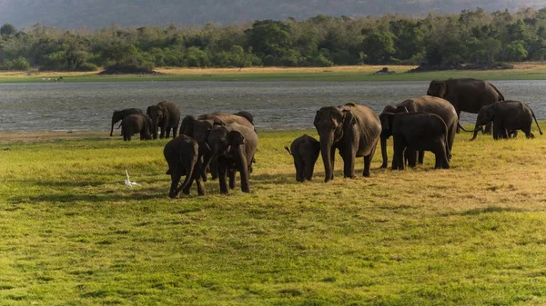 Trawiaste pole ze słoniami spacerującymi w pobliżu jeziora — Zdjęcie stockowe