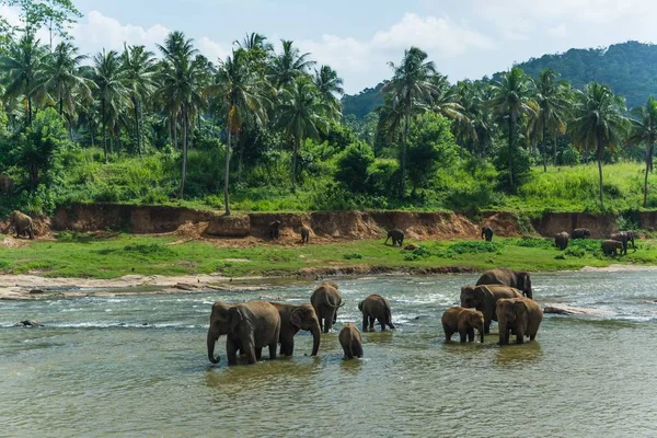 Jezioro ze słoniami spacerującymi w wodzie — Zdjęcie stockowe