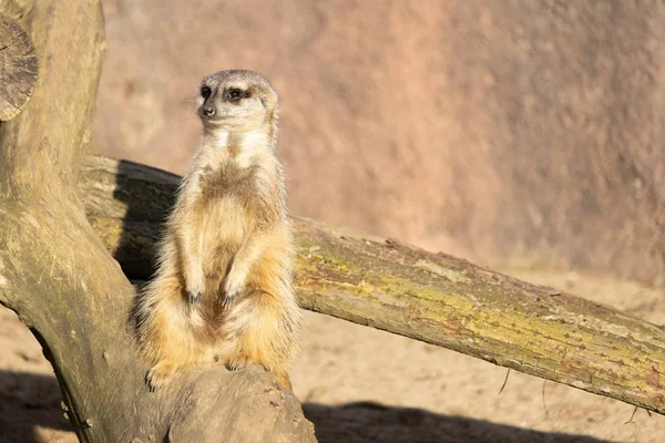 Encerramento tiro de um meerkat vigilante sentado em um log — Fotografia de Stock