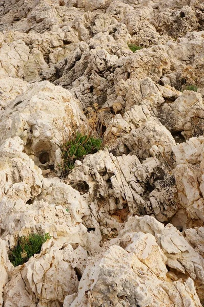 Photo de clôture d'une falaise blanche entourée de graminées - parfait pour l'arrière-plan — Photo