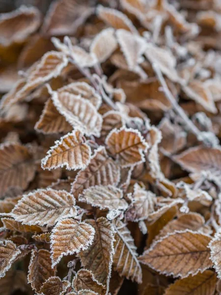 Tiro vertical de folhas congeladas ligadas a ramos — Fotografia de Stock