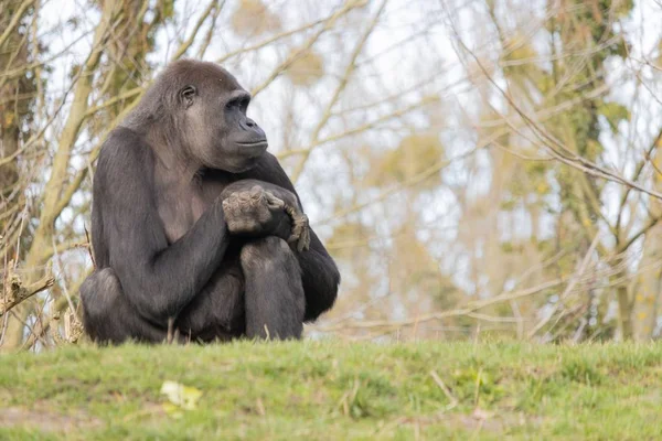 Nahaufnahme Eines Gorillas Der Gemütlich Auf Einem Hügel Sitzt Die — Stockfoto