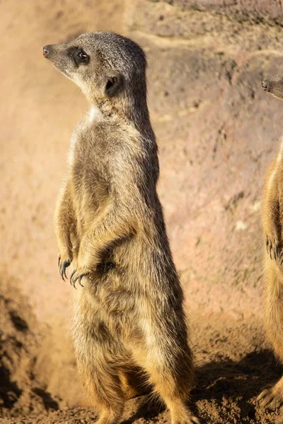 Närbild bild bild av en nyfiken surikat stående högt på ökensand — Stockfoto