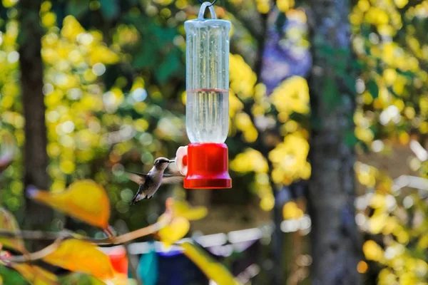 Leuke slikken vogel spelen met een lamp opknoping op een boom met een wazige achtergrond — Stockfoto