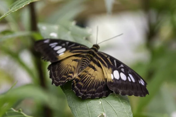 坐在树叶上的羽翼螺旋形蝴蝶 — 图库照片