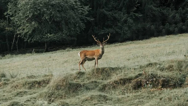 Foto de un venado con una hermosa muestra de sus cuernos con árboles perennes en el fondo. —  Fotos de Stock