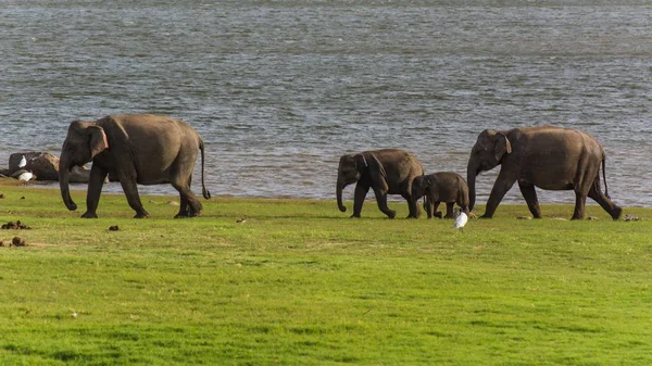 Μια Επιλεκτική Φωτογραφία Ελέφαντες Περπατούν Χορταριασμένο Χωράφι — Φωτογραφία Αρχείου