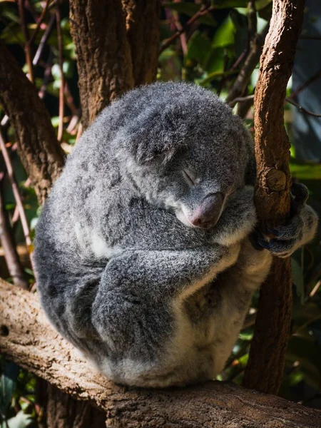 Ağaçta Uyuyan Bir Koalanın Dikey Görüntüsü — Stok fotoğraf