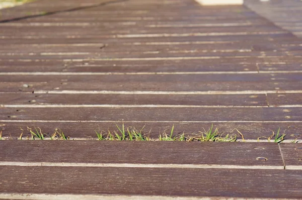 Houten steiger met kleine grassen ertussen - perfect voor op de achtergrond — Stockfoto