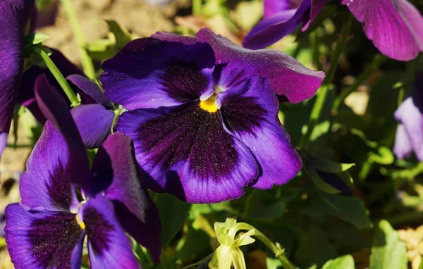 Foto superior de la flor de color púrpura durante un día soleado. — Foto de Stock