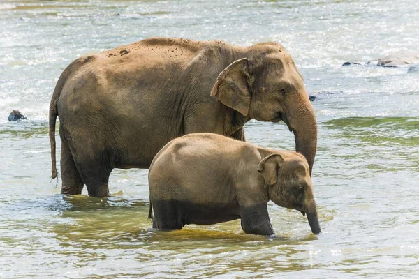 Bebê elefante andando perto de sua mãe na água — Fotografia de Stock