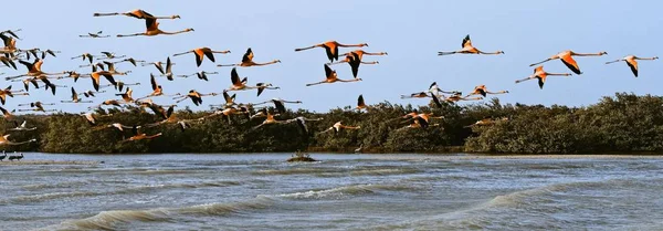 Reloj de hermosas gaviotas que vuelan sobre el mar - concepto de migración de aves — Foto de Stock