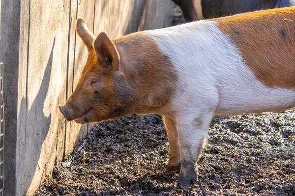 A closeup of a farm pig foraging for food on a muddy ground beside a wooden fence