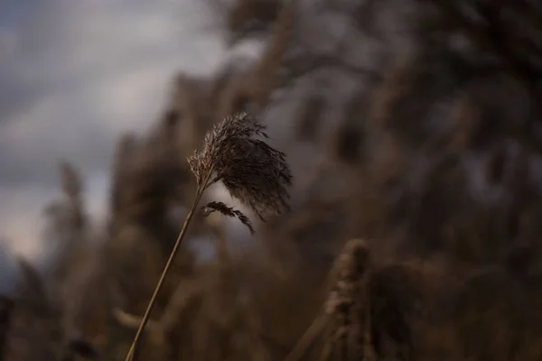 Rüzgarın altındaki buğdayın seçici odak noktası — Stok fotoğraf