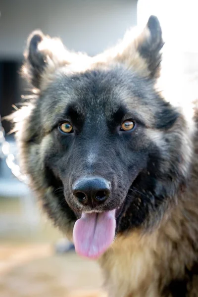 Closeup shot of the face of a beautiful German Shepherd dog outdoors — Stock Photo, Image
