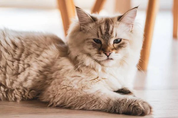 Foto de cierre de un gato lindo acostado en el suelo de madera con un aspecto orgulloso. —  Fotos de Stock
