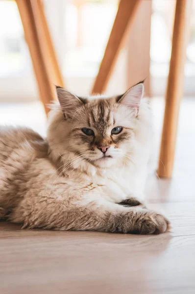 Verticale close-up shot van een schattige kat staren naar de camera terwijl ze op de houten vloer — Stockfoto