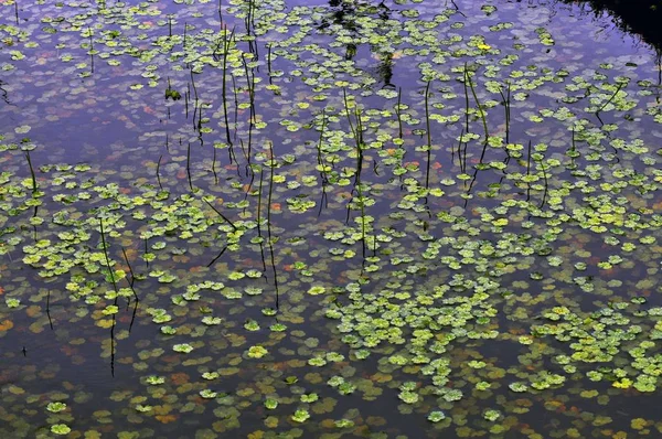 Pequeñas Plantas Acuáticas Verdes Flotando Pantano —  Fotos de Stock
