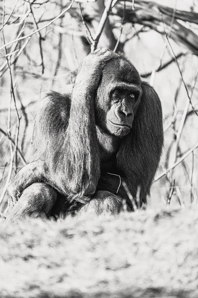 Grayscale schot van een bezorgde gorilla met de hand op zijn hoofd — Stockfoto