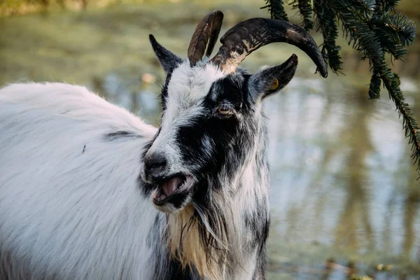 Fermeture d'une chèvre noire et blanche mâchant des feuilles d "épinette près d'un étang — Photo