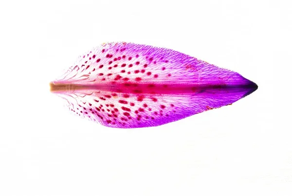 Eine Aufnahme Von Oben Von Einem Sterngucker Lilienblatt Mit Ombre — Stockfoto
