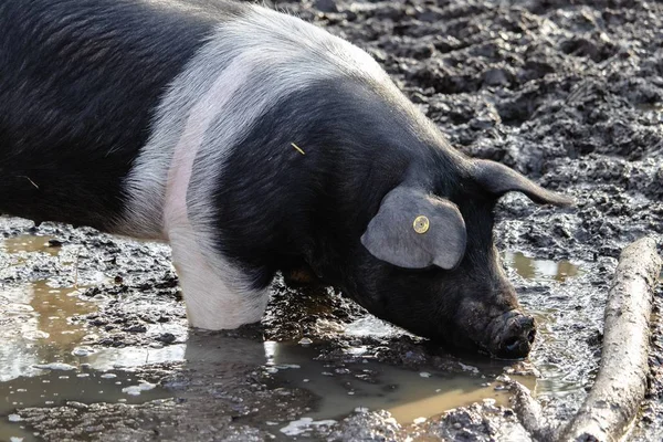 Cierre de un cerdo de granja con una etiqueta visible para forraje de alimentos en un terreno pantanoso cerca de un tronco. —  Fotos de Stock