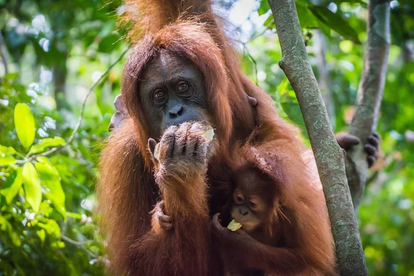 母親から吊るされたオランウータンの赤ちゃんの選択的フォーカスショット — ストック写真