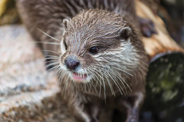 Closeup Shot Otter Its Mouth Open — Stock Photo, Image